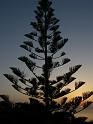 Tropea Sunset (20)